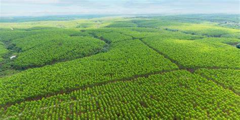 Prospek Industri Hutan Tanaman di Indonesia - IPB - raincitystudios.com