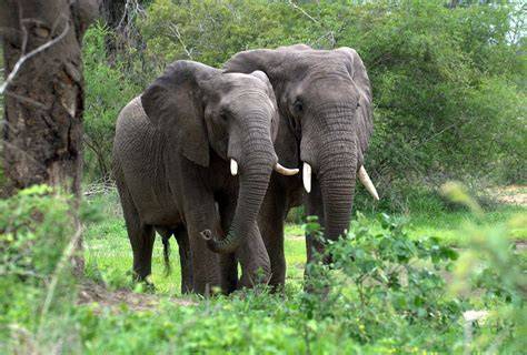 Protect Forest Elephants and Lowland Gorillas of ... - Rainforest Trust - raincitystudios.com