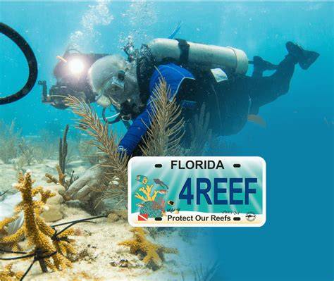 Protect Our Reefs Grant Program | Mote Marine … - raincitystudios.com