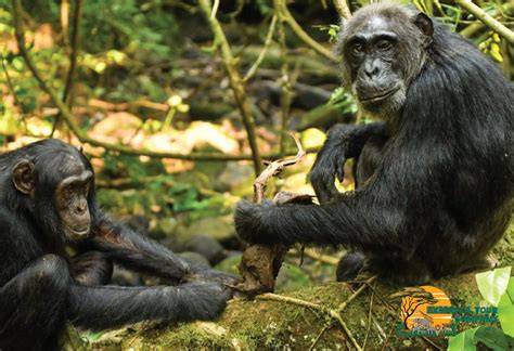 Protecting Chimpanzees & Other Great Apes - Jane … - raincitystudios.com