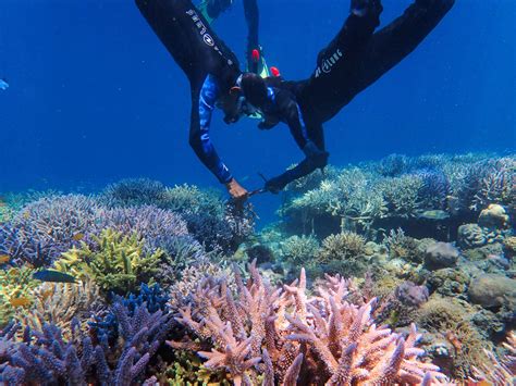 Protecting Coral Reefs | UNEP - UN Environment … - muktibox.com