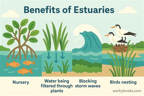Protecting estuaries — Science Learning Hub - raincitystudios.com