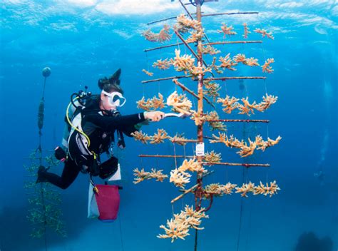 Protecting existing coral reefs must be our priority - Nature - muktibox.com