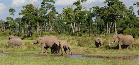 Protecting Forest Habitats in the Maasai Mara with … - raincitystudios.com