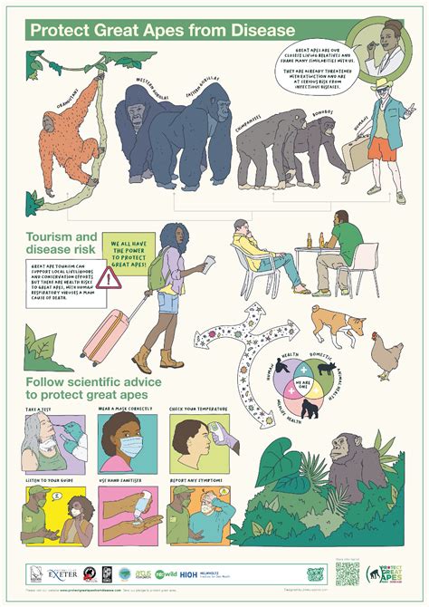 Protecting Great Apes and Gibbons through Health Research, … - raincitystudios.com