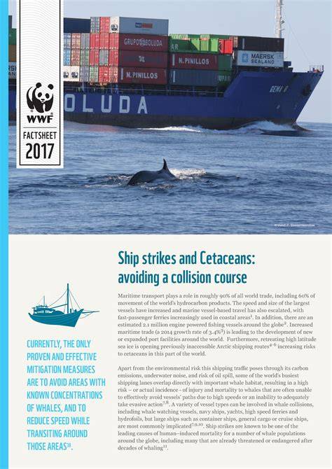 Protecting large cetaceans from the risk of ship strikes in the ... - raincitystudios.com