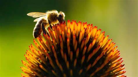 Protecting Nature Could Avert Global Economy Losses … - raincitystudios.com
