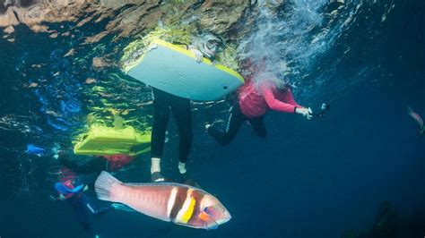 Protecting our marine world: Education resources - raincitystudios.com