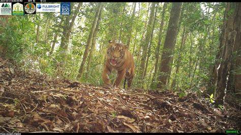 Protecting Ranger-Reliant Sumatran Tigers - raincitystudios.com