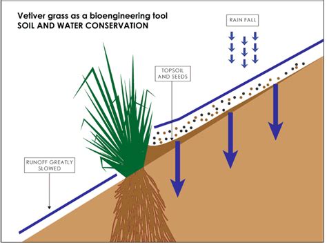 Protecting soil quality with vetiver grass - Agriculture … - raincitystudios.com
