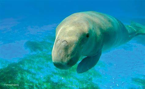 Protecting the Dugongs of Indonesia by Empowering … - raincitystudios.com
