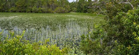 Protecting wetlands – SJRWMD - wintechmobiles.com