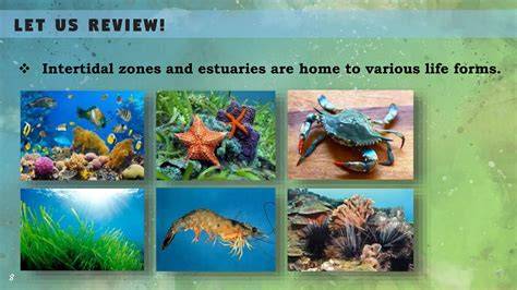 Protection and management of estuaries - NSW Environment and … - raincitystudios.com