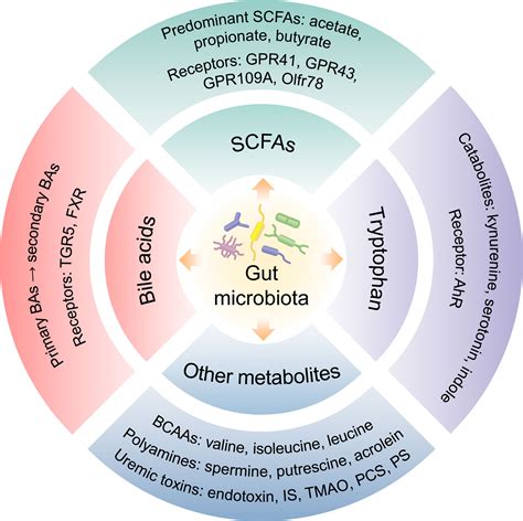 Protective effects of gut microbiota and gut microbiota-derived acetate ... - muktibox.com
