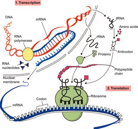 Protein biosynthesis - wintechmobiles.com