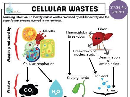 Protein degradation – Cellular waste disposal unit has no fixed ... - raincitystudios.com