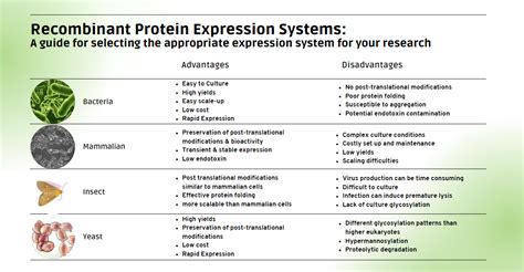 Protein Expression - muktibox.com