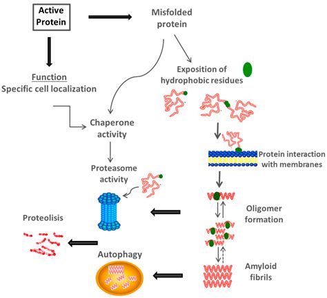 Protein Folding and Mechanisms of Proteostasis - MDPI - muktibox.com