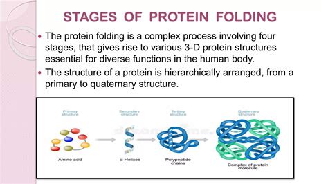 Protein folding explained - coolestguyplanet.net
