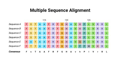 Protein Multiple Sequence Alignment - coolestguyplanet.net