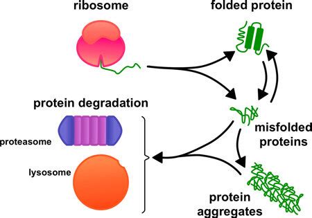 Protein Refolding: How Cells Fix Misfolded Proteins - muktibox.com
