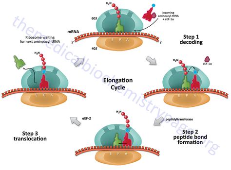 Protein Synthesis Elongation Ribosome - muktibox.com