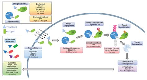 Protein - Enzymes, Metabolism, Catalysis | Britannica - wintechmobiles.com