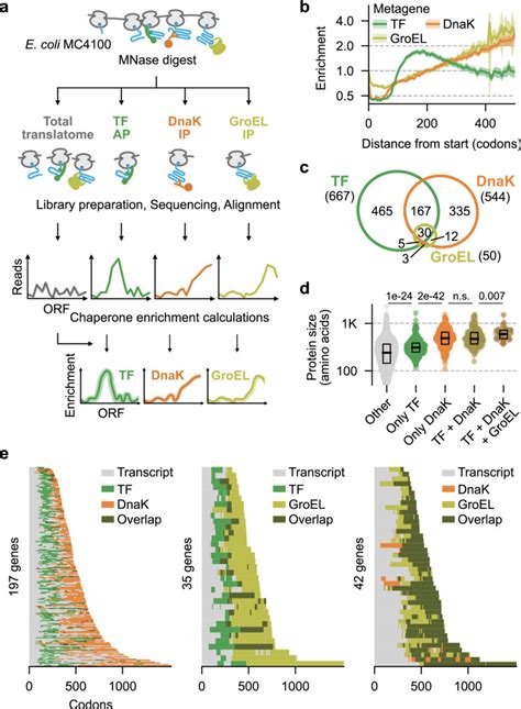 Proteome-wide determinants of co-translational chaperone ... - Nature - muktibox.com