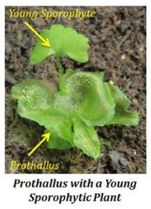 Prothallus Of Pteridophytes - muktibox.com
