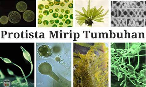 Protista Mirip Tumbuhan - raincitystudios.com