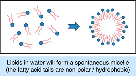 Protocell formation on micrometeorites - bioRxiv - wintechmobiles.com