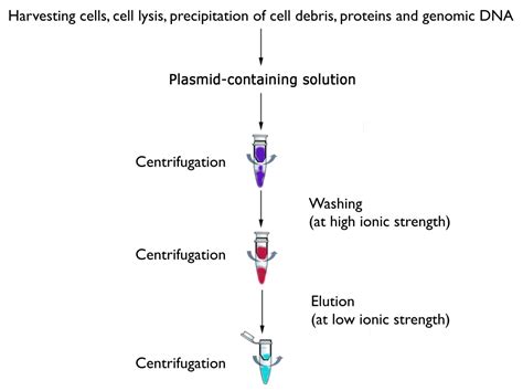 Protocol for the High-quality Plasmid Isolation from Different ... - muktibox.com