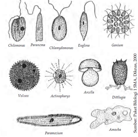 PROTOZOA (Ciri-Ciri Protozoa, Filum, Gambar …