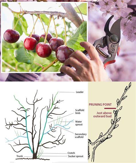 Prune Cherry Trees for Bigger Harvests - raincitystudios.com