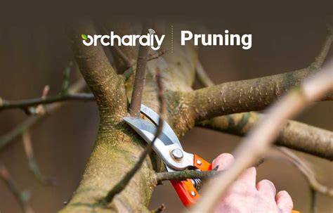Pruning: Shaping Your Orchard's Future - Orchardly® … - raincitystudios.com