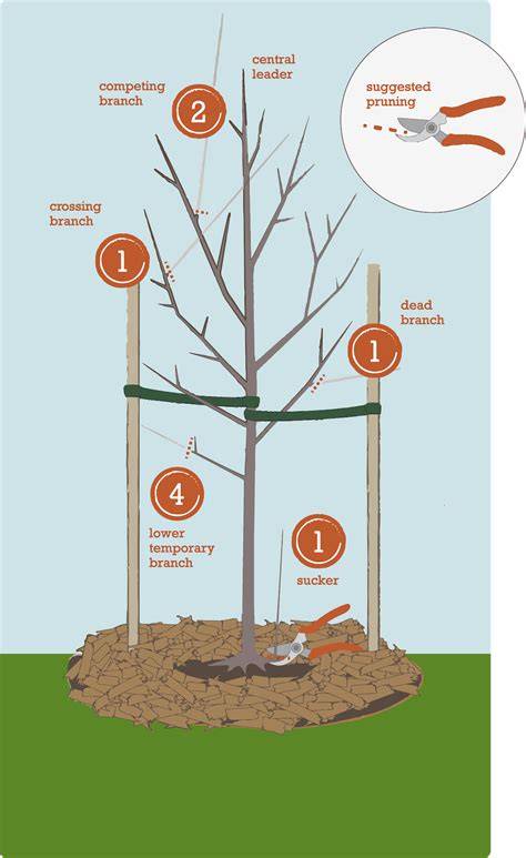 Pruning & Tree Removal | Old Growth Tree … - raincitystudios.com