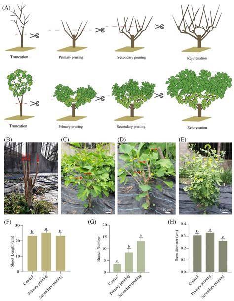 Pruning and fertilizing effects on yield and yield components of ... - raincitystudios.com