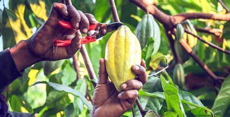 Pruning And Sustainable Cocoa Production - raincitystudios.com