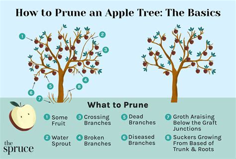 Pruning Apple Trees for Health & Yield - raincitystudios.com