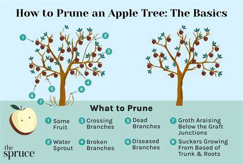 Pruning apple trees - The Orchard Project - raincitystudios.com