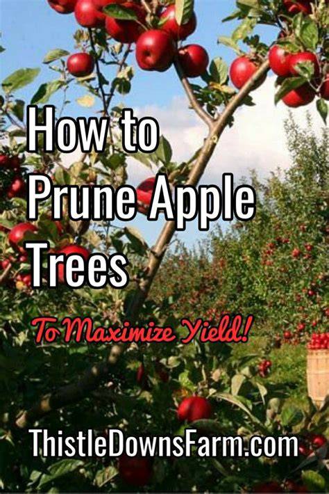 Pruning Apple Trees to Maximize Your Fruit Harvest - raincitystudios.com
