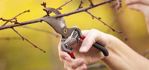 Pruning as A Strategic Practice to Boost Fruit Yield - AGRIVI - raincitystudios.com