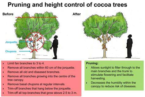 PRUNING COCOA TREES - raincitystudios.com
