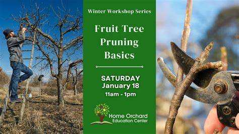 Pruning Fruit Tree Basics : Home Lawn & Garden - UMass Amherst - raincitystudios.com
