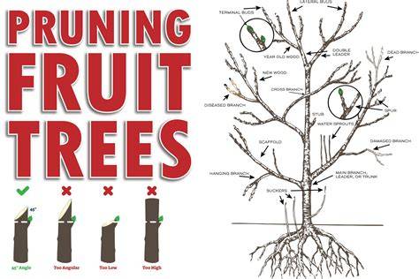 pruning fruit trees basics - UMass Amherst - raincitystudios.com