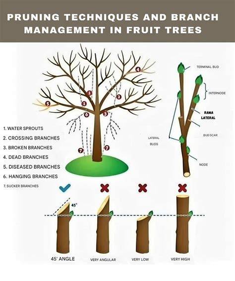 Pruning of Branches and Management of Timber Quality - raincitystudios.com