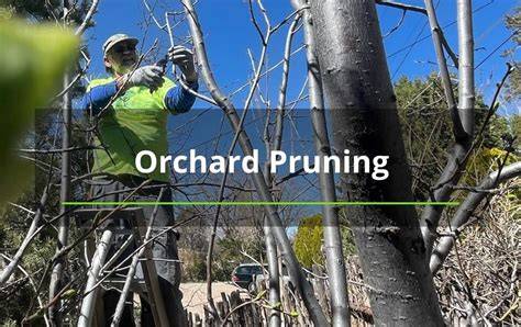Pruning Orchard - The Martha Stewart Blog - raincitystudios.com