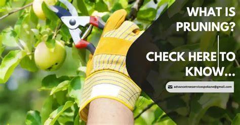 Pruning - raincitystudios.com