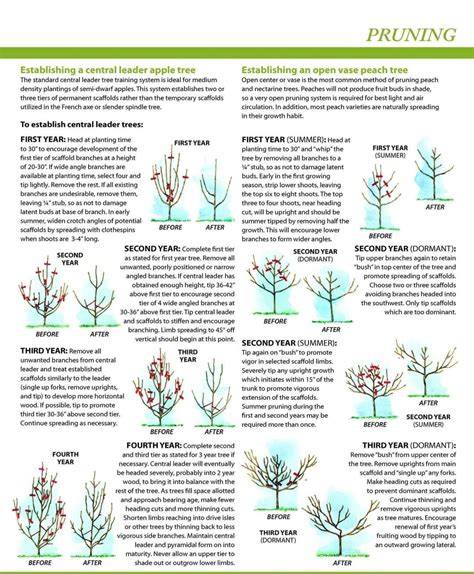 Pruning Techniques for Maximum Orchard Yield | Live to Plant - raincitystudios.com