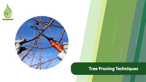 Pruning Techniques - University of Georgia - raincitystudios.com